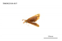 藏品(雙斑黃毒蛾)的圖片